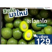 ราคา อโวคาโด้สายพันธุ์บูท7 (22525362262)