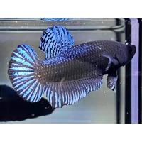 ราคา ปลากัดแปดริ้วอินโด หนังดี คม ไว (21987298260)