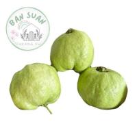 ราคา พร้อมส่ง ฝรั่งกิมจู 1กิโลกรัม ฝรั่งสดสะอาด ผักผลไม้สดใหม่ ฝรั่ง กิมจู ทักแชทหากรับเยอะ 2 4ลูก โล ลูกใหญ่ หวาน กรอบ อร่อย (22683438356)