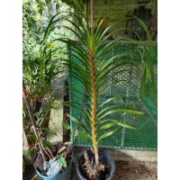 ราคา ว่านเพชรหึงหรือกล้วยไม้หางช้าง (22874864952)