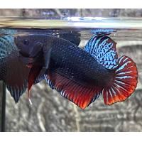 ราคา ปลากัดแปดริ้ว vip 24 ชุดเทราคาแพง สายกัด (21638547989)