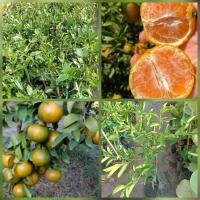 ราคา ส้มเขียวหวาน เสียบยอด เป็นส้มสายพันธุ์หนึ่งที่พัฒนามาจากส้มแมนดาริน มีผิวสีเขียวอมเหลืองเมื่อสุกต่างจากส้มจะมีผลสีส้ม ปลูกง่าย โตไว ติดผลง่ายสามารถปลูกได้ทุกภาค รสชาติหวานอมเปรี้ยว ฉ่ำน้ำ มีกลิ่นหอม (