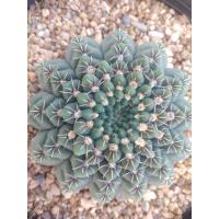 ราคา ยิมโนคูห์เลียนั่ม Gymnocalycium quehlianum ขนาด 7 8ซม ต้นกระบองเพชร ต้นแคคตัส แคคตัส กระบองเพชร (14972295894)