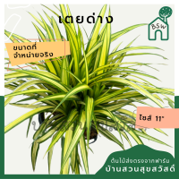 ราคา ต้นเตยด่าง เตยทอง ส่งพร้อมกระถาง 11 นิ้ว (15581049172)