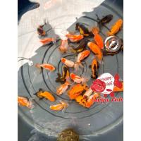 ราคา อาหารปลา ปลาทอง ปลาทองฮอลันดายักษแท้ ไซร้1 5 2นิ้ว ซื้อ4แถม1 มีประกันสินค้าคะ (22700712544)