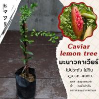 ราคา มะนาวคาเวียร์ คาเวียร์ Finger Lime Pink Ice 20 30ซม สุ่มคละสี มีสีเหลือง ส้ม เเดง (22973071465)