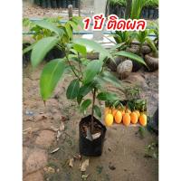 ราคา ต้นมะปรางหวาน เสียบยอด เนื้อมะปรางจะมีรสหวานทั้งเปลือกและเนื้อใน กรอบ ไม่คันคอ หอม ผลใหญ่ และดก (16562044311)