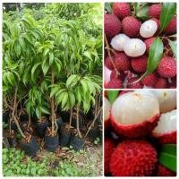 ราคา ต้นลิ้นจี่ พันธุ์ค่อมอัมพวา ต้นพันธุ์กิ่งตอน (20560958796)
