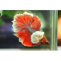 ราคา ปลากัดหูช้าง HM ครีบใหญ๋ โตเต็มวัย สามารถเลือกเพศได้ รับประกันสินค้า (17504951834)