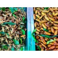 ราคา แมลงรวมมิตร 2 อย่าง แมลงสะดิ้ง ดักแด้ ทอดตามออเดอร์ น้ำหนักก่อนทอด 500 กรัม (19596111805)