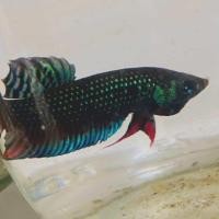 ราคา กัดป่าใต้ลูกทุ่ง (22424124287)