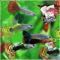 ราคา อาหารปลา ปลาหางนกยูง คละสายพัน ผ ม สวยๆ ชุด5ตัวแถม1 ตกแต่งตู้ปลาสวยงาม (22824236930)