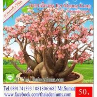 ราคา ขายเมล็ดชวนชม เมล็ดสำหรับการเพาะพันธุ์ ได้แก่เม็ดชวนชมอาราบิคั่ม เมล็ดชวนชมไทยโซโค เมล็ดชวนชมยักษ์ญี่ปุ่น เมล็ดชวนชมฮอลแลนด์ เมล็ดชวนชมยักษ์ซาอุ (1208966190)