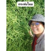 ราคา กระพังโหม ตดหมูตดหมา เถาสด1กิโลกรัม100บาท สำหรับทำยา (21139723074)