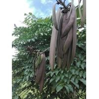 ราคา ใบเพกา หรือ ลิ้นฟ้า มะลิดไม้ กก ละ 100บาท เพกามีรสชาติขมนิดๆเป็นเอกลักษณ์ หมากลิ้นฟ้ามะลิดไม้มะลิ้นไม้ลิดไม้เบโกหมากลิ้นช้างหมากลิ้นก้างกาโดโด้ง ดอก๊ะ ดุแก ด๊อกก๊ะโชยเตี้ยจั้ง เพกา ของดีไทยส่งออกจีน (