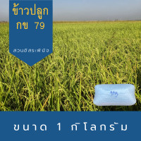 ราคา พันธุ์ข้าวปลูก กข79 ข้าวปลูก กข79 พันธุ์ข้าว กข 79 เมล็ดพันธุ์ข้าว 1 กิโลกรัม (7335800759)