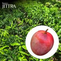 ราคา จิตตรา ต้นพันธุ์มะม่วงอาร์ทูอีทู มะม่วงR2E2 เสียบยอดสูง 60 80 cm ปลูกปีเดียวติดลูก พร้อมส่ง เครมฟรี ต้นพันธุ์ผลไม้ (19543626328)