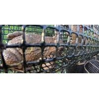 ราคา แงบดักกบ ลอบดักกบ ลอบดักปลา อีแงบ อุปกรณ์จับกบจับปลา เข้าได้ 2 ทาง 4 ชิ้น (16179354112)