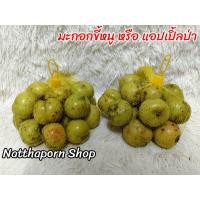 ราคา มะกอกขี้หนู หรือ แอปเปิ้ลป่า 1 kg (23061955920)