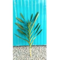 ราคา กล้วยไม้ช้างแดงชุมพรของแท้ (21376353488)