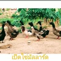 ราคา ไข่เชื้อเป็ดมัลลาร์ดใหญ่ 6 ฟอง เชื้อจุก ลายสวย (23017007695)