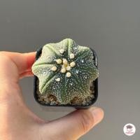 ราคา แอสโตรไฟตัม ทรงปลาดาว Astrophytum แคคตัส กระบองเพชร cactus succulent (23149186998)