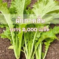 ราคา ผักกาด เขียวน้อย ผักกาดหิ่น ผักวาซาบิ Mustrad Green 2000 เมล็ด (12530593740)