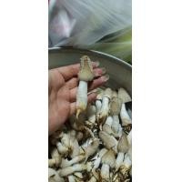 ราคา เห็ดโคนน้อย เปิดดอกในถุง ชุด 10 ก้อน 100 บาท (2950618356)