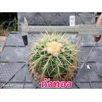 ราคา จัดเซ็ต 6 กระถาง 50 บาท และ 3 กระถาง 50 บาท จัดส่งทั้งกระถาง ต้นกระบองเพชร ต้นแคคตัส แคคตัส กระบองเพชร (21997595496)