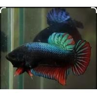 ราคา ปลากัดลูกเชื้อ75 50 ปลาอายุ8เดือนเพศผู้ ร้าน ส ปลากัดฟร์าม สงขลาสายกัด (21612850471)