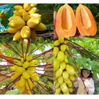 ราคา เมล็ดพันธุ์มะละกอกระบี่เหลือง (22777854864)