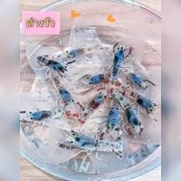ราคา กุ้งเครฟิชแคระ ตกแต่งตู้ปลา เลี้ยงรวมกับปลาและกุ้งแคระได้ (22800193993)