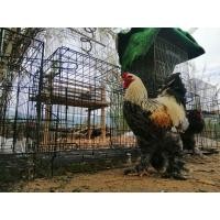 ราคา ไข่เชื้อไก่ยักษ์ บราม่า จาก ตุรกี (17392675577)