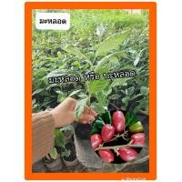 ราคา มะหลอด หรือ บะหลอด ต้นเพาะเมล็ด สูง70ซม ต้นพร้อมปลูก (6573440539)