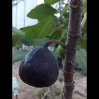 ราคา 10 เมล็ด เมล็ดมะเดื่อฝรั่ง Figs สายพันธุ์ Iraqi Fig มะเดื่อฝรั่ง หรือ ลูกฟิก Fig อัตราการงอก 70 80 Figs seeds (9079388170)