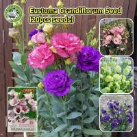 ราคา เมล็ดสด 100 เมล็ดพันธุ์ ยูสโตมา คละสี Mixed Eustoma Flower Seed เมล็ดพันธุ์แท้ นำเข้าจากต่างประเทศ ดอกไม้ปลูกสวยๆ เมล็ดพันธุ์ดอกไม้ ไม้ประดับ ไม้ดอก พันธุ์ดอกไม้ ดอกไม้ปลูก แต่งบ้านและสวน เมล็ดดอกไม้ 