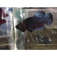 ราคา ปลากัดเก่งสวนมะพร้าว สายเหนียว (19056079389)