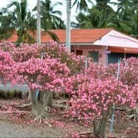 ราคา ชวนชม ยักษ์ญี่ปุ่นลูกผสม Hybrid เมล็ด ชวนชม สายพันธุ์ยักษ์ซาอุ 10 เมล็ด (12265119926)