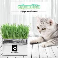 ราคา หญ้าแมว ชุดปลูกต้นอ่อนข้าวสาลี ชุดปลูกข้าวสาลี ปลูกง่ายมาก แค่เติมน้ำ ออแกนิค 100 (13179418867)