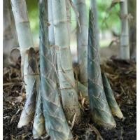 ราคา ต้นพันธุ์ ไผ่รวก ไผ่รวกหวาน ไผ่รวก ลําใหญ่ ถุงดำพร้อมปลูก 99บาท ไผ่รวก ไม้รวก รวก ไผ่รวกหางช้าง ไผ่ใช้ลำ ไผ่มงคล ไผ่รวก ทนแล้งได้ดี ปลูกกันลมหรือปลูกเป็นรั้ว ต้นไผ่รวกหวาน ไม่มีหนาม เนื้อเยอะ ไผ่รวกหว