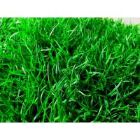 ราคา ขายส่ง เมล็ดหญ้าพาสพาลัม Paspalum Grass หญ้าพัลธลั่ม หญ้าปูสนาม สนามหญ้า หญ้าญี่ปุ่น พืชตระกูลหญ้า เมล็ดพันธ์หญ้า หญ้าเบอร์มิวด้า 1 ออนซ์ (389645043)