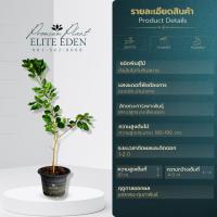 ราคา ต้นส้มโอทับทิมสยาม 60 200 cm เกรดพรีเมียม พันธุ์แท้ 100 ของแท้จากปากพนัง เนื้อแดง รสชาติดี ลูกใหญ่ (15652613968)