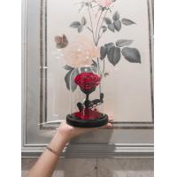 ราคา กุหลาบอมตะ Preserved Rose กุหลาบในโหลแก้ว Size S สูง 17 cm ของขวัญครบรอบ ดอกกุหลาบ ของขวัญให้แฟน ของขวัญรับปริญญา ของขวัญวันเกิด (1329632275)