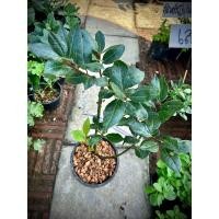 ราคา Laurel Bay Leaf ใบกระวานฝรั่ง Bay Leaf ใบเบย์ ใบกระวาน เครื่องเทศสมุนไพรฝรั่ง (23683543712)