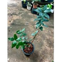 ราคา Laurel Bay Leaf ใบกระวานฝรั่ง Bay Leaf ใบเบย์ ใบกระวาน เครื่องเทศสมุนไพรฝรั่ง (23024467476)