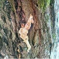 ราคา ชันตะเคียน สมุนไพรเพื่อสุขภาพ ไม้ตะเคียน Iron wood ชื่อเรียกว่า กะกี้ โกกี้ แคน จะเคียน จืองา ตะเคียนใหญ่ ตะเคียนทอง 50 กรัม (1731272782)