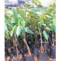 ราคา ต้นกล้า ต้นทุเรียนเสริมราก ต้นทุเรียนหมอนทอง3ราก กิ่งกระโด่ง ต่อยอดเสริมราก (18479373543)