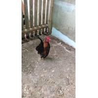 ราคา ไก่ซารามอ ไก่เล็กที่สุดในโลก ไก่สวยงาม ไก่จิ๋ว ไก่แจ้ซารามอ มีถิ่นกำเนิดในรัฐกลันตัน ของประเทศมาเลเซีย (19539956047)