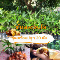 ราคา ต้นสละอินโด แพ็ค 20 ต้นพันธุ์สายน้ำผึ้ง สูงุ60 70เซน ผลดก ใหญ่เนื้อรสชาติดี หวานกรอบ (18878584568)