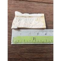 ราคา 27106 เครื่องรางงาช้างแท้ งางอก ธนสิทธิ์ ตรงปกตามรูป (24499142572)